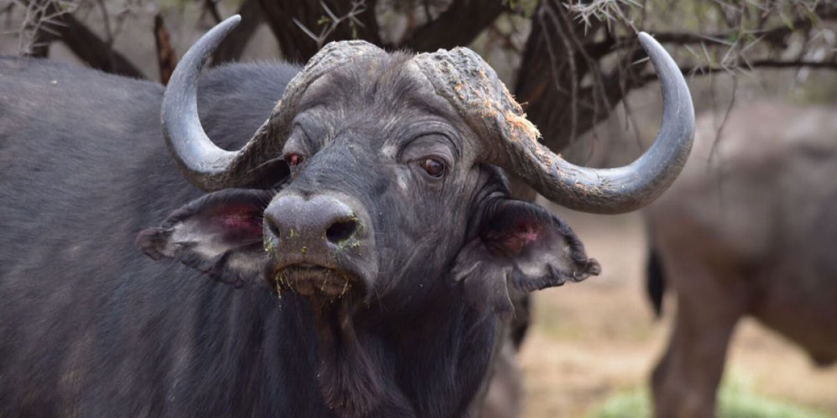 Cape Buffalo. Photo by Chivic African Safaris
