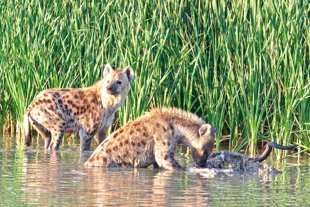 Spotted Hyena. Photo credit: BVR_8624. https://commons.wikimedia.org/wiki/File:BVR_8264_(33907298366).jpg