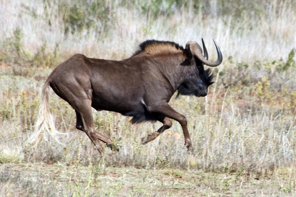 Black Wildebeest. Photo credit: Derek Keats. https://commons.wikimedia.org/wiki/File:Black_Wildebeest.jpg
