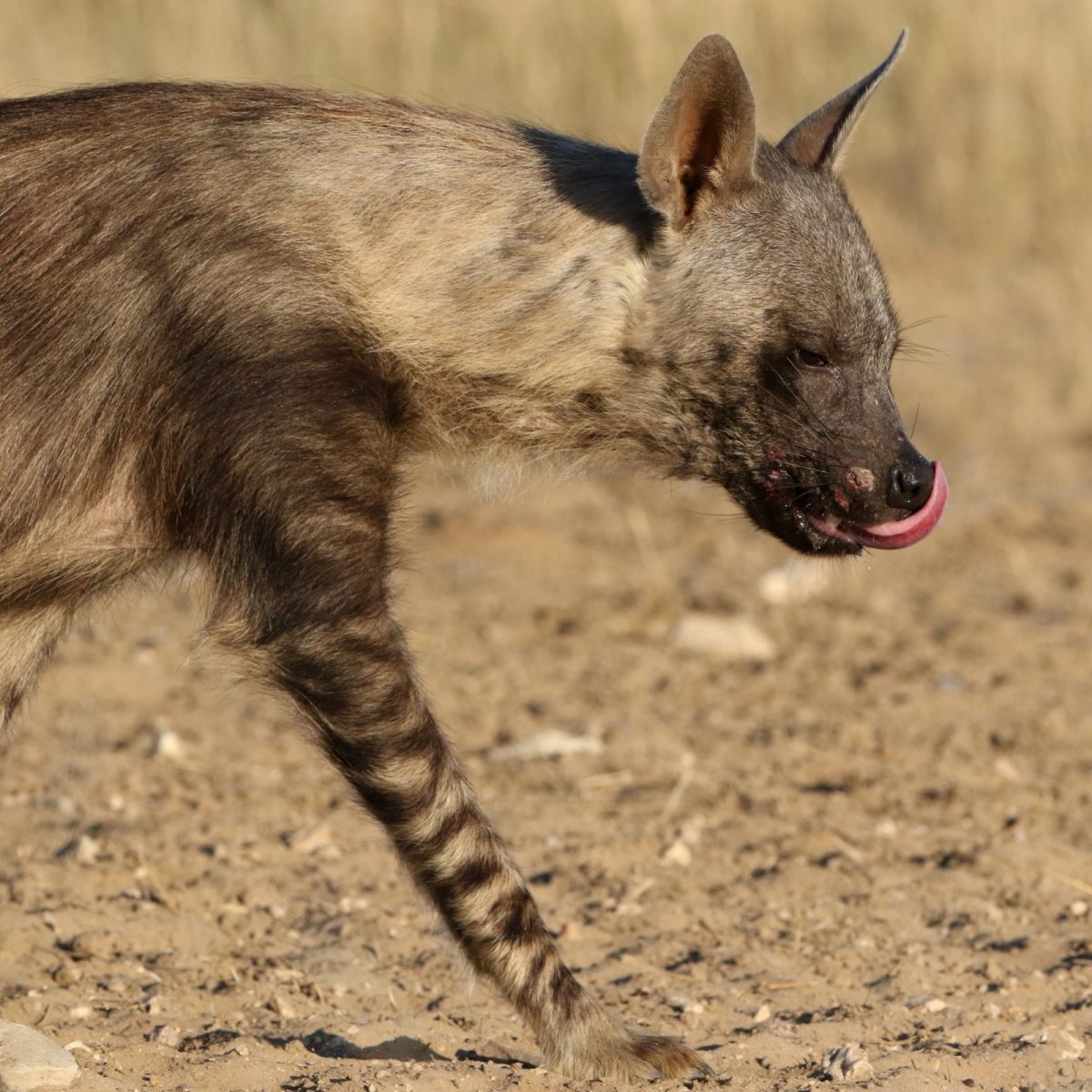 Hyena (Brown) . – Chivic African Safaris