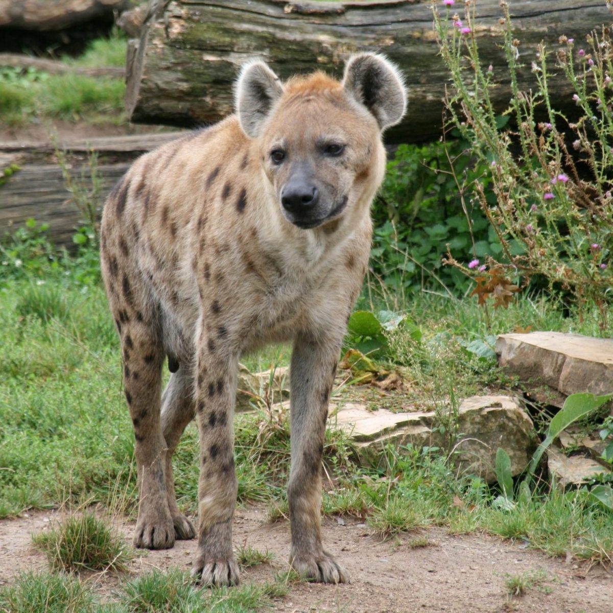 Spotted Hyena. Photo credit: Ruben Undheim. https://commons.wikimedia.org/wiki/File:Crocuta_crocuta_(6337091259).jpg