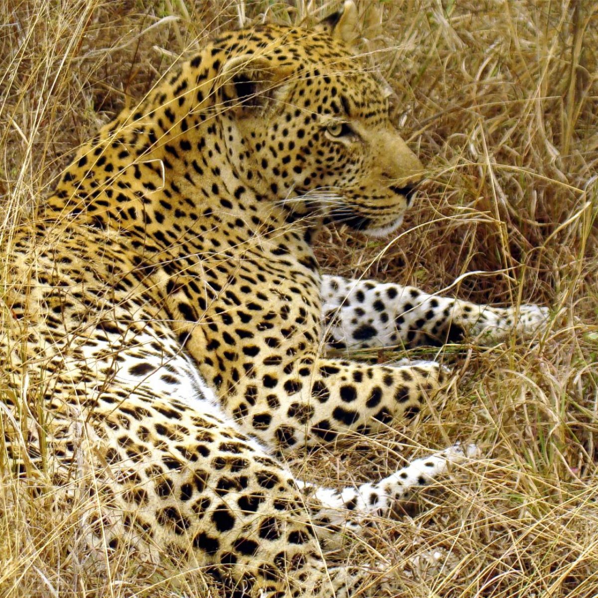 Leopard. Photo credit: Lukas Kaffer. https://commons.wikimedia.org/wiki/File:Great_male_Leopard_in_South_Afrika-JD.JPG