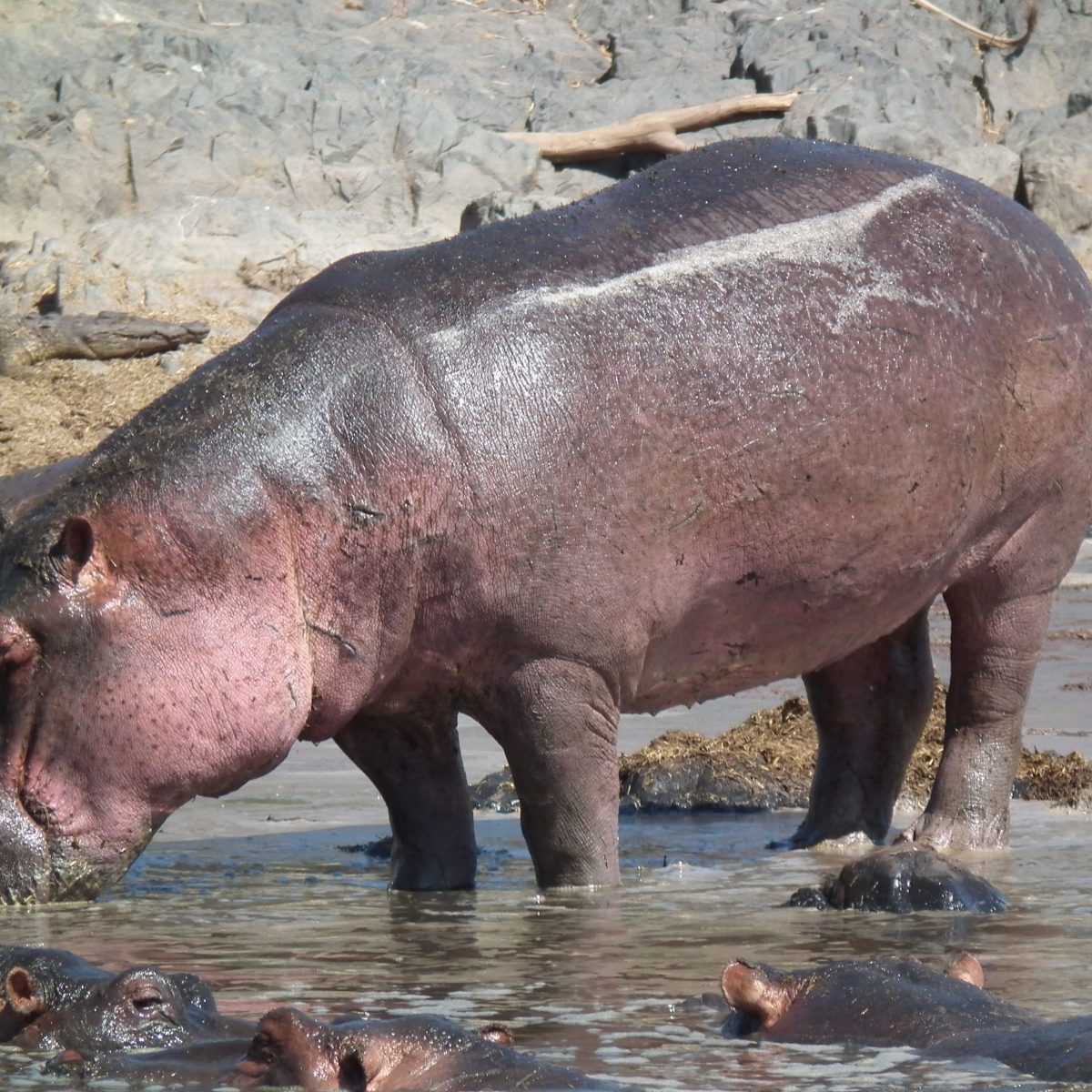 Hippopotamus. Photo credit: Nevit Dilmen. https://commons.wikimedia.org/wiki/File:Hippopotamus_amphibius_in_Tanzania_2830_Nevit.jpg