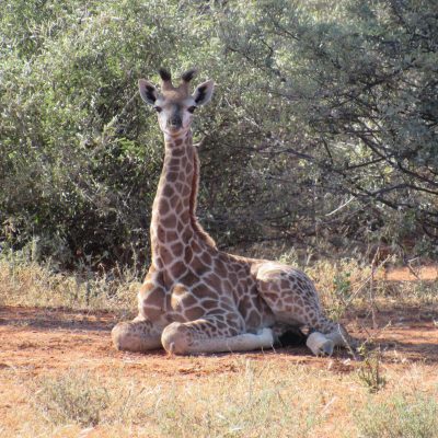 Giraffe. Photo by Chivic African Safaris.