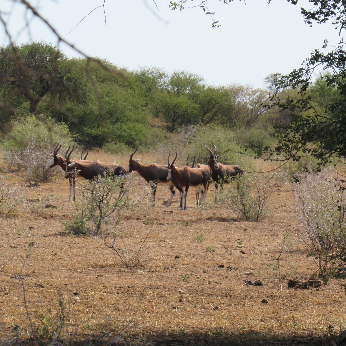 Blesbok. Photo credit: Chivic African Safaris
