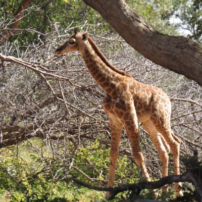 Giraffe. Photo by Chivic African Safaris