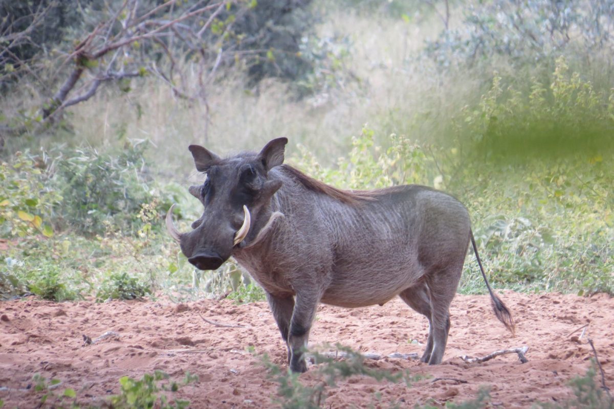 Warthog. Photo credit: Chivic African Safaris.