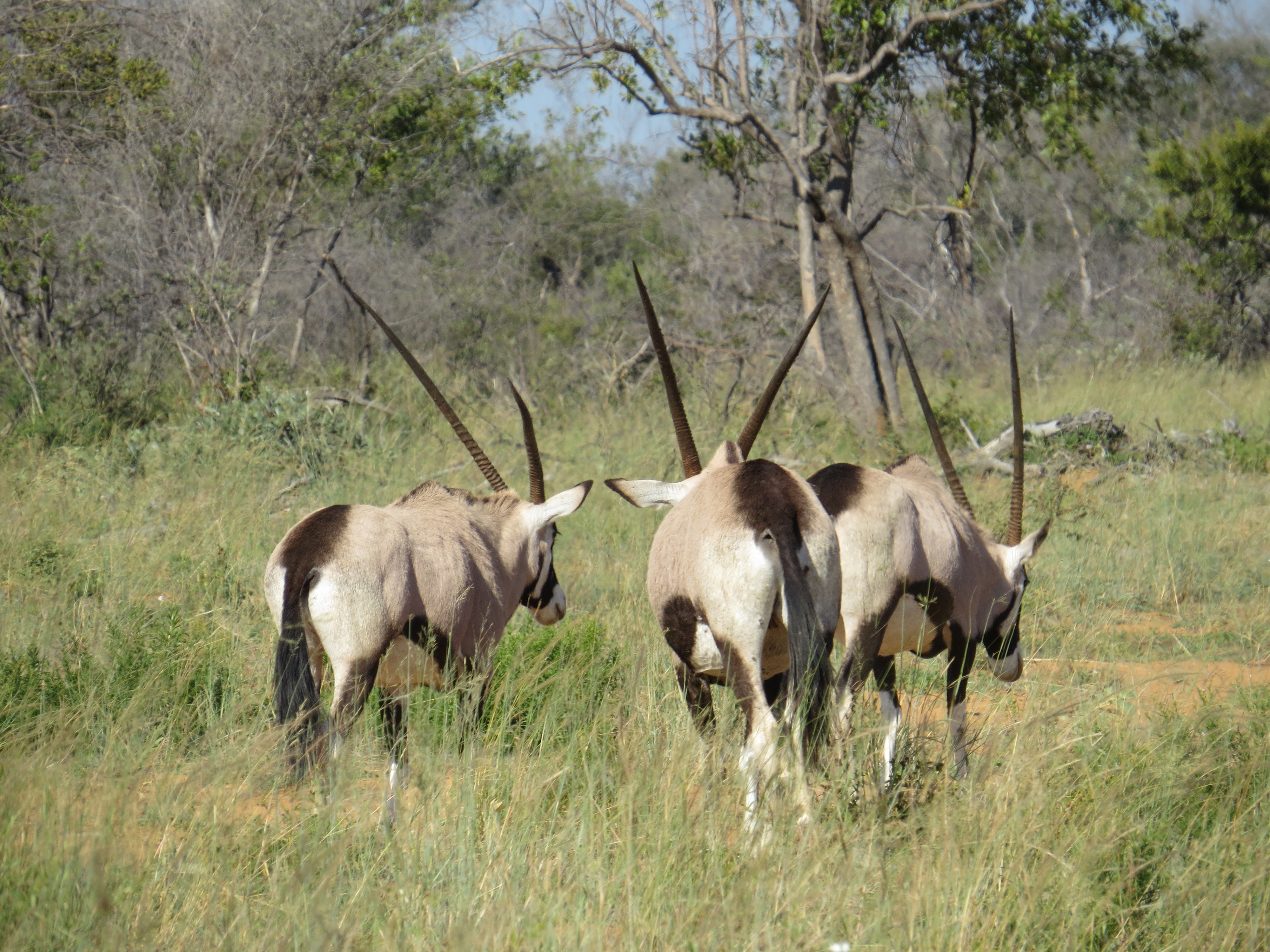 Gemsbok. Photo by Chivic African Safaris