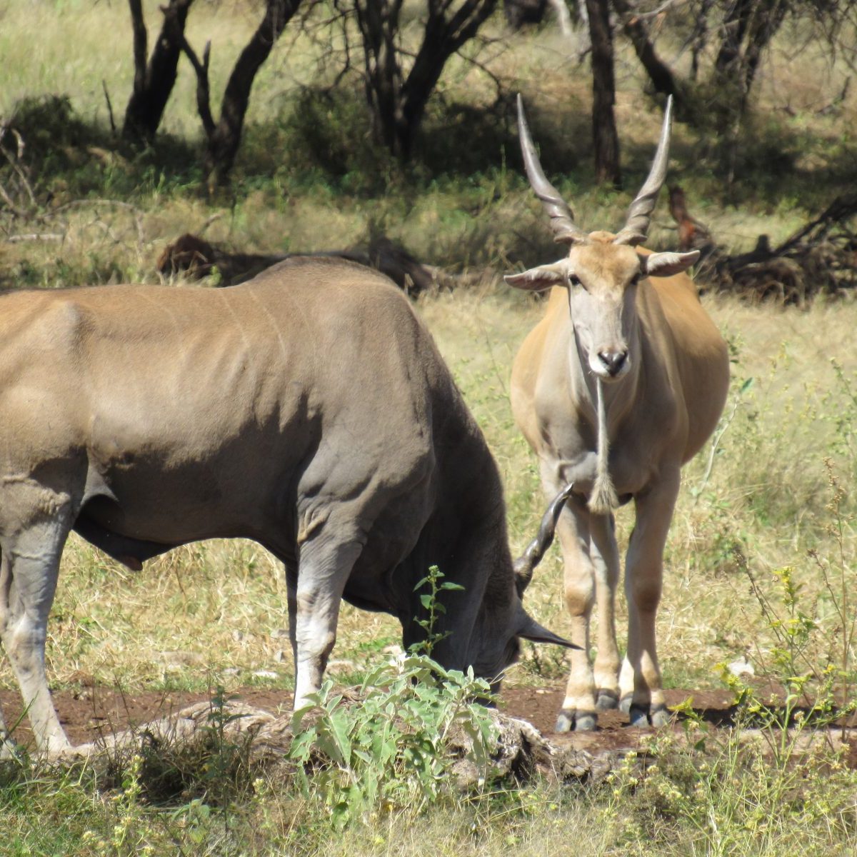 Cape Eland. Photo by Chivic African Safaris