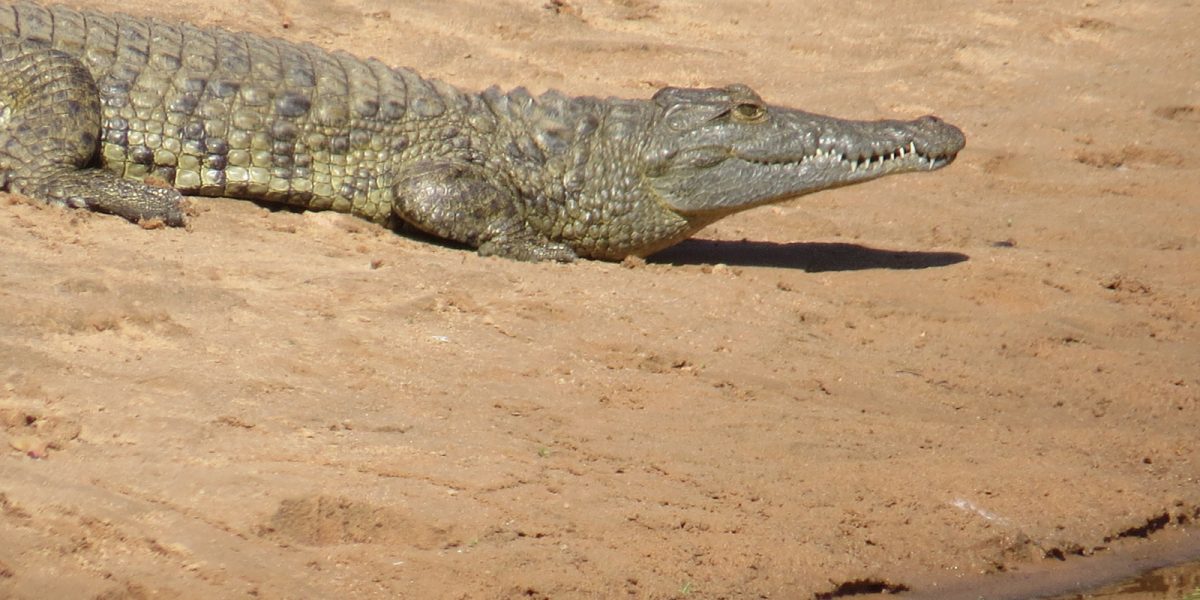 Crocodile. Photo by Chivic African Safaris
