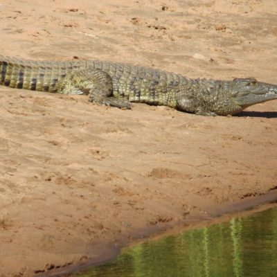 Crocodile. Photo by Chivic African Safaris.