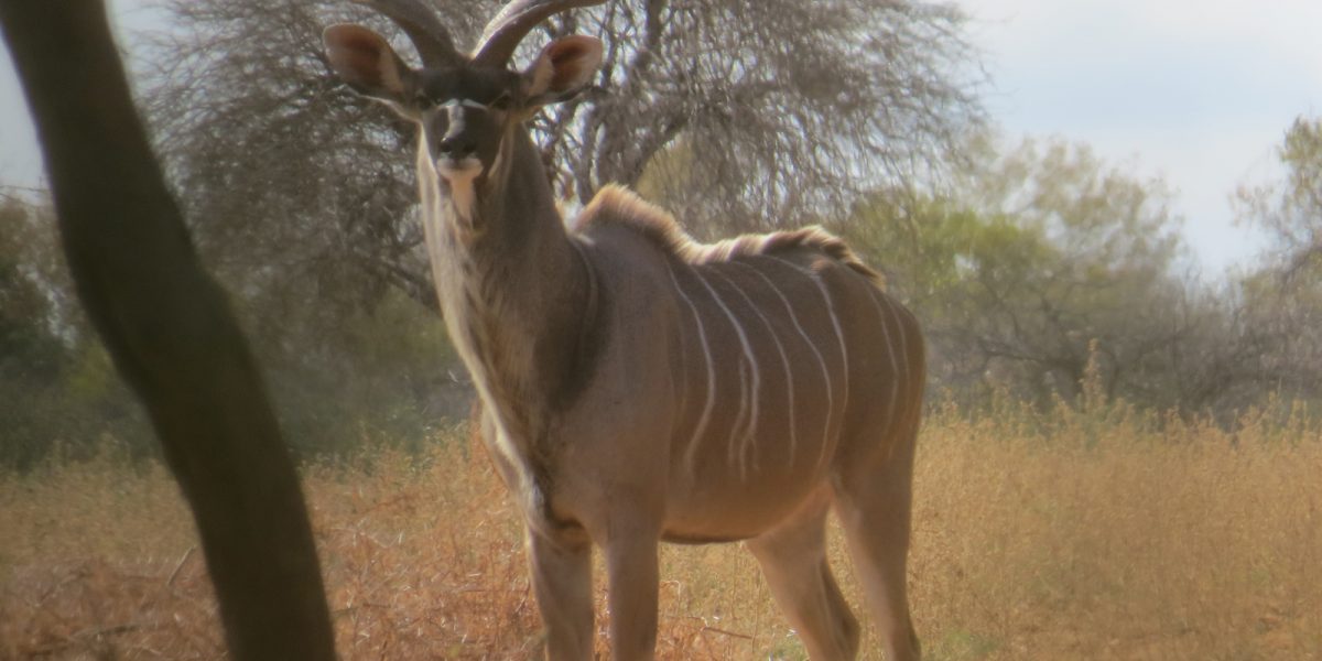 Kudu. Photo credit: Chivic African Safaris