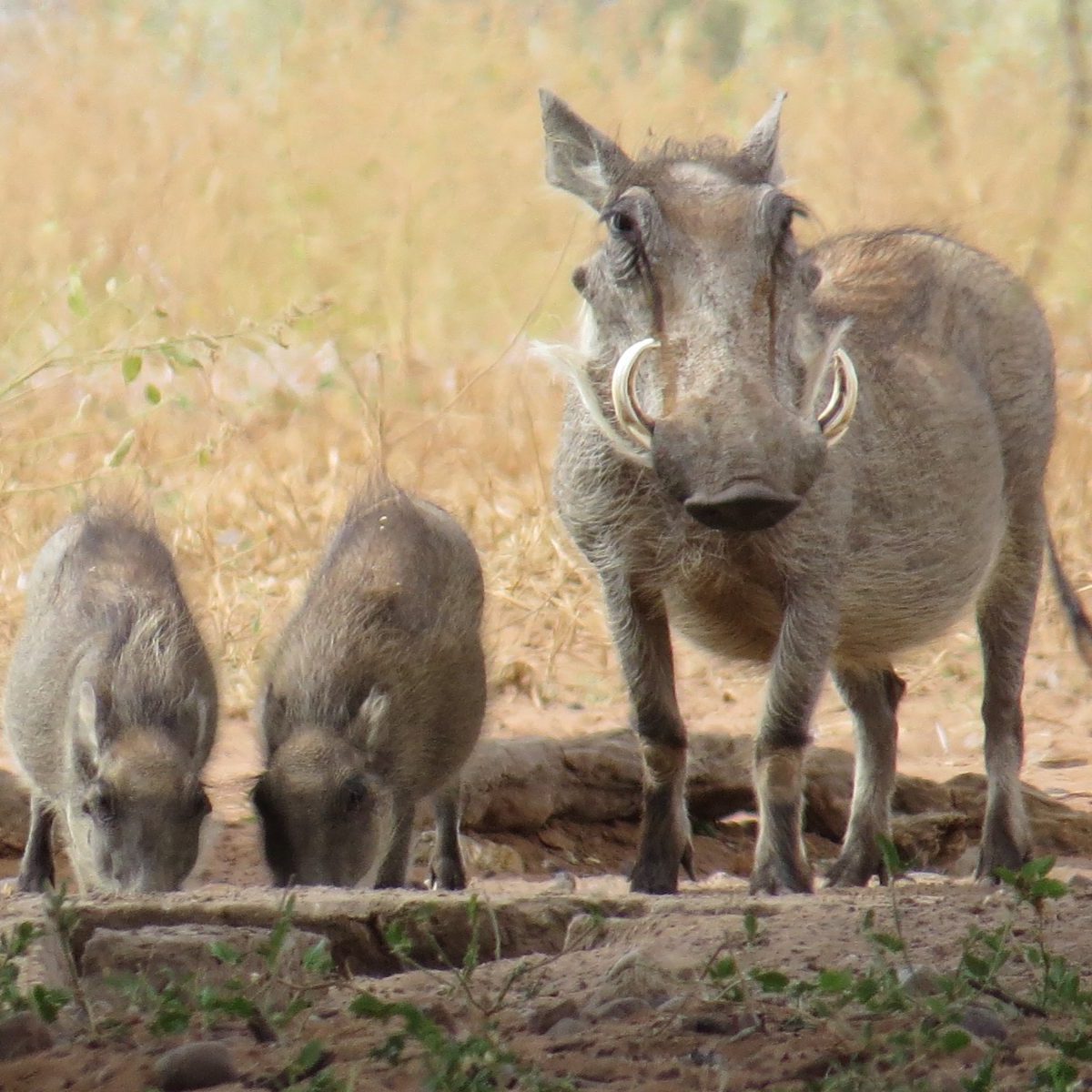 Warthogs. Photo by Chivic African Safaris.
