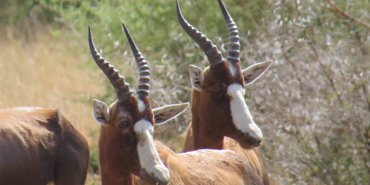 Photo by Chivic African Safaris.