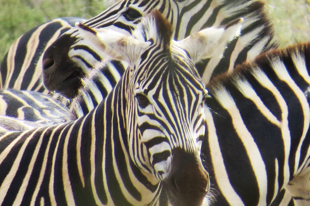 Zebra. Photo credit: Chivic African Safaris