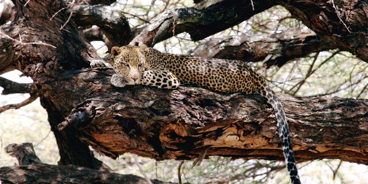 Leopard. Photo credit: Whit Welles. https://commons.wikimedia.org/wiki/File:Leopard_tree_samburu.jpg