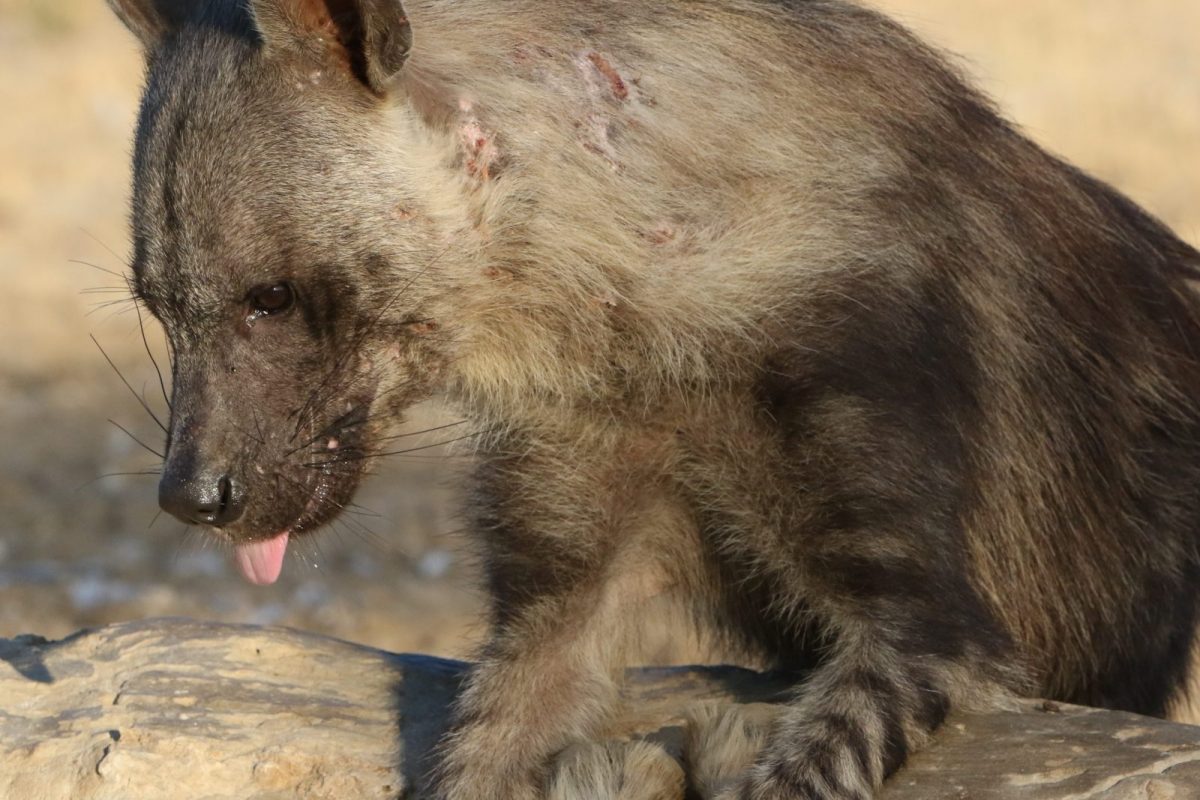Brown Hyena. Photo credit: Derek Keats. https://commons.wikimedia.org/wiki/File:Mangy_brown_hyena_stopping_by_for_a_drink,_April_this_year_(36204828490).jpg