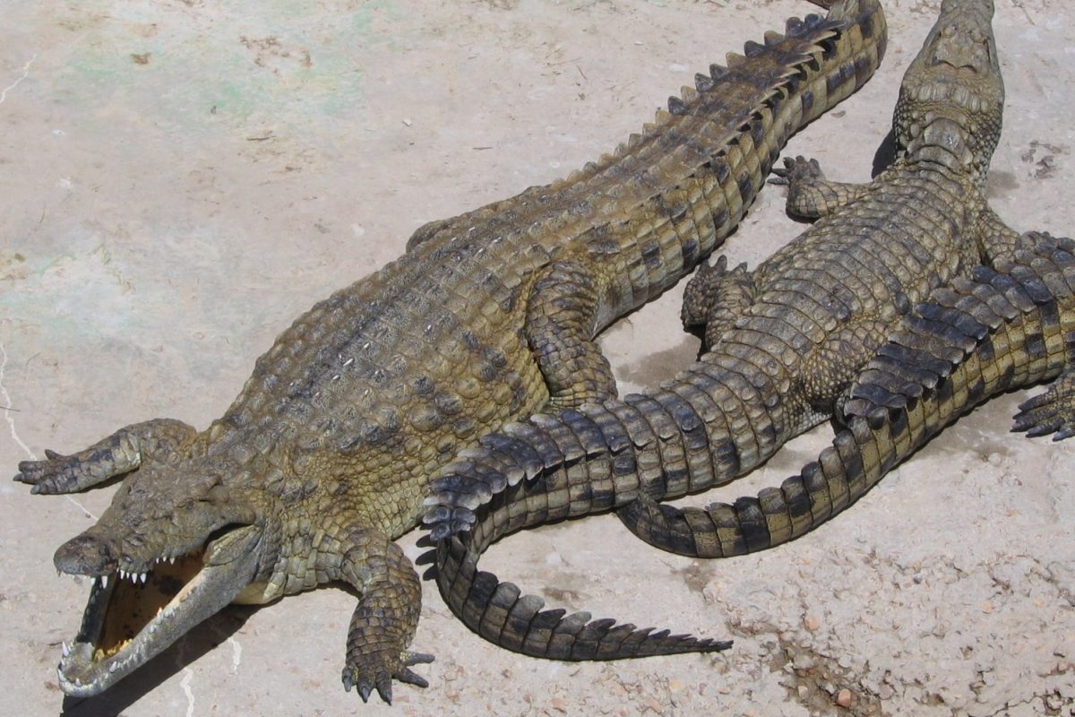 Crocodile. Photo credit: Dewet https://commons.wikimedia.org/wiki/File:NileCrocodile.jpg