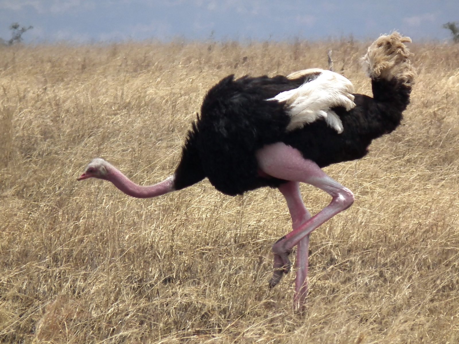 Ostrich. Photo credit: Nevit Dilmen. https://commons.wikimedia.org/wiki/File:Ostrich_Struthio_camelus_Tanzania_3740_Nevit.jpg