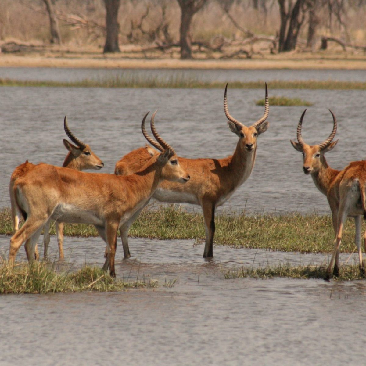Red Lechwe. Photo credit: Ian Restall. https://commons.wikimedia.org/wiki/File:Red_Lechwe_in_the_Okavango.jpg