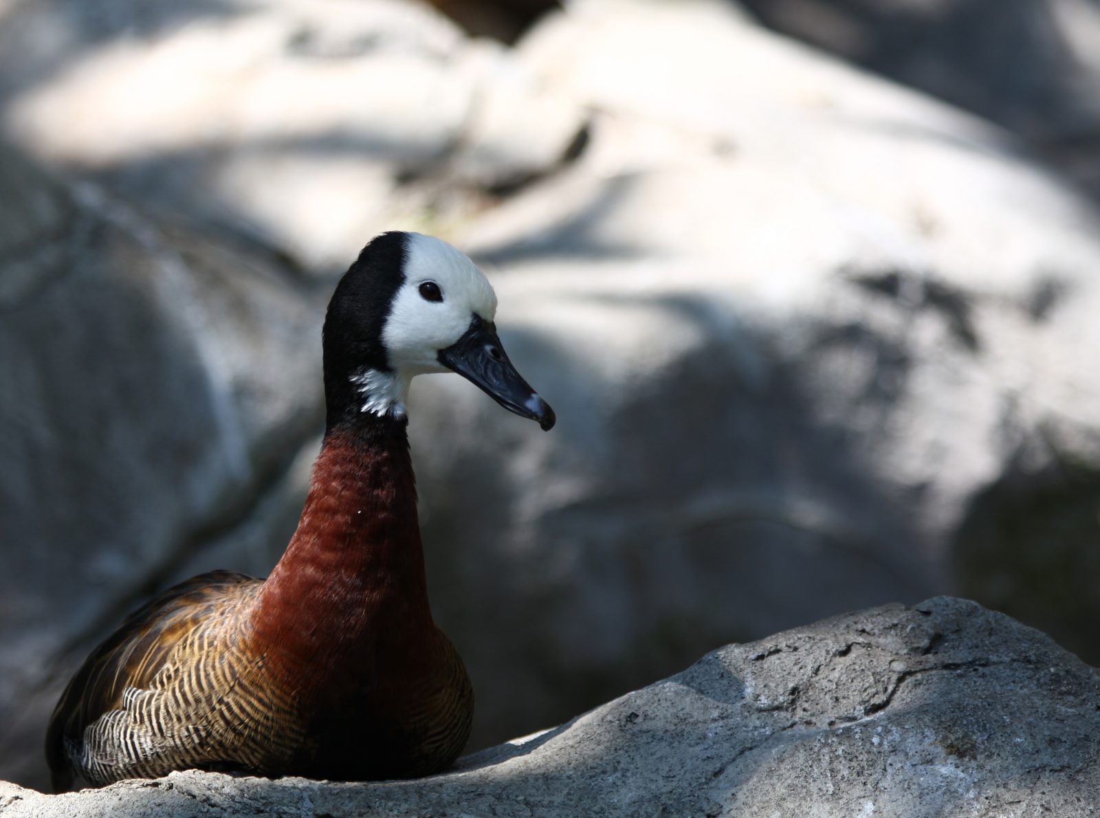 White-Faced Whistling Duck. Photo credit: Rennett Stowe. https://commons.wikimedia.org/wiki/File:White-Faced_Whistling_Duck_(3337832001).jpg