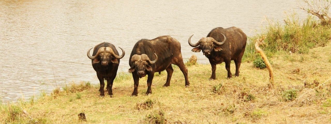 Cape Buffalo. Photo by Chivic African Safaris