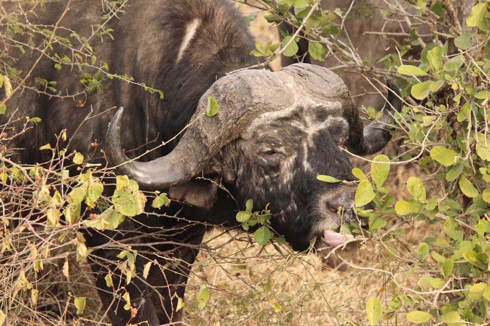 Cape Buffalo. Photo by Chivic African Safaris.