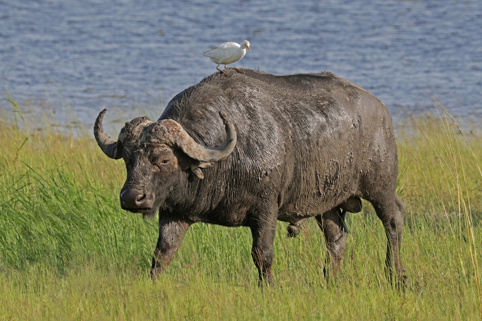 Cape Buffalo. Photo credit: Charles J. Sharp. https://commons.wikimedia.org/wiki/File:African_buffalo_(Syncerus_caffer_caffer)_male_with_cattle_egret.jpg