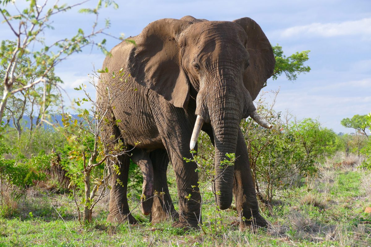 Elephant. Photo credit: Bernard Dupont. https://commons.wikimedia.org/wiki/File:African_Elephant_(Loxodonta_africana)_bull_(31100819046).jpg