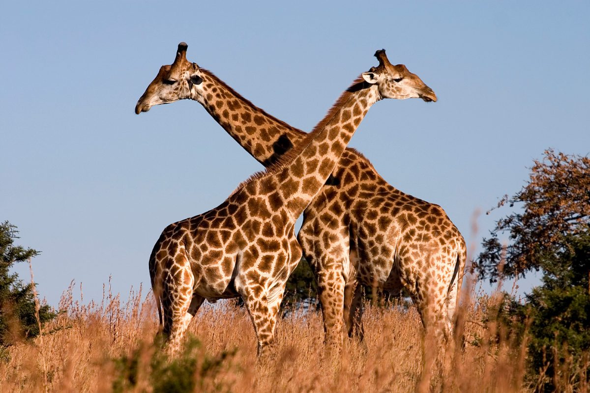 Giraffes. Photo credit: Luca Galuzzi. https://commons.wikimedia.org/wiki/File:Giraffe_Ithala_KZN_South_Africa_Luca_Galuzzi_2004.JPG