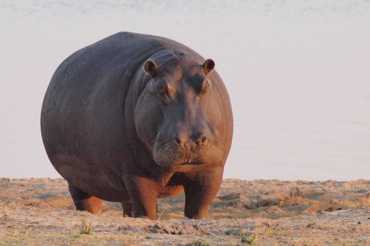 Hippopotamus. Photo credit: Gusjer. https://commons.wikimedia.org/wiki/File:Hippo_at_dawn.jpg