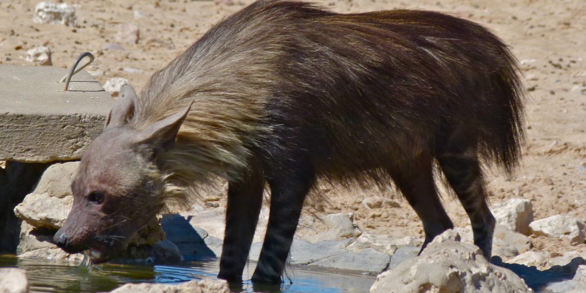Brown Hyena. Photo credit: Bernard Dupont. https://commons.wikimedia.org/wiki/File:Brown_Hyena_(Parahyaena_brunnea)_(6472926331).jpg