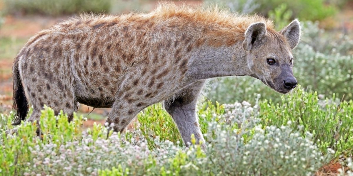 Spotted Hyena. photo credit: Charles J. Sharp. https://commons.wikimedia.org/wiki/File:Spotted_hyena_(Crocuta_crocuta).jpg