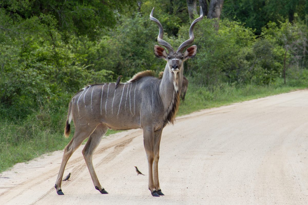 Kudu. Photo credit: Stefan Schäfer. https://commons.wikimedia.org/wiki/File:KuduKr%C3%BCger.jpg