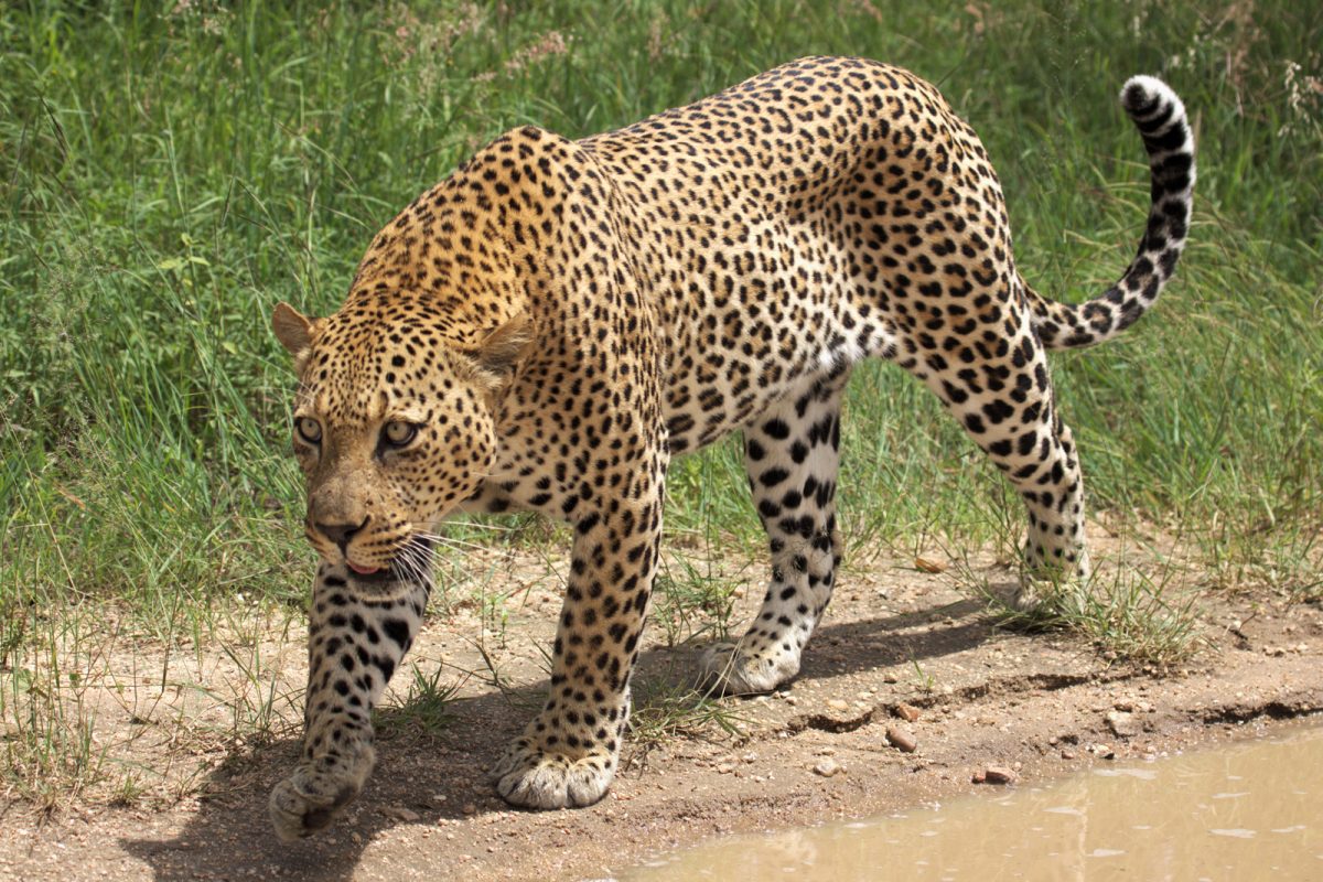 Leopard. Photo credit: Derek Keats. https://commons.wikimedia.org/wiki/File:African_leopard,_Panthera_pardus_pardus,_near_Lake_Panic,_Kruger_National_Park,_South_Africa_(19448654130).jpg