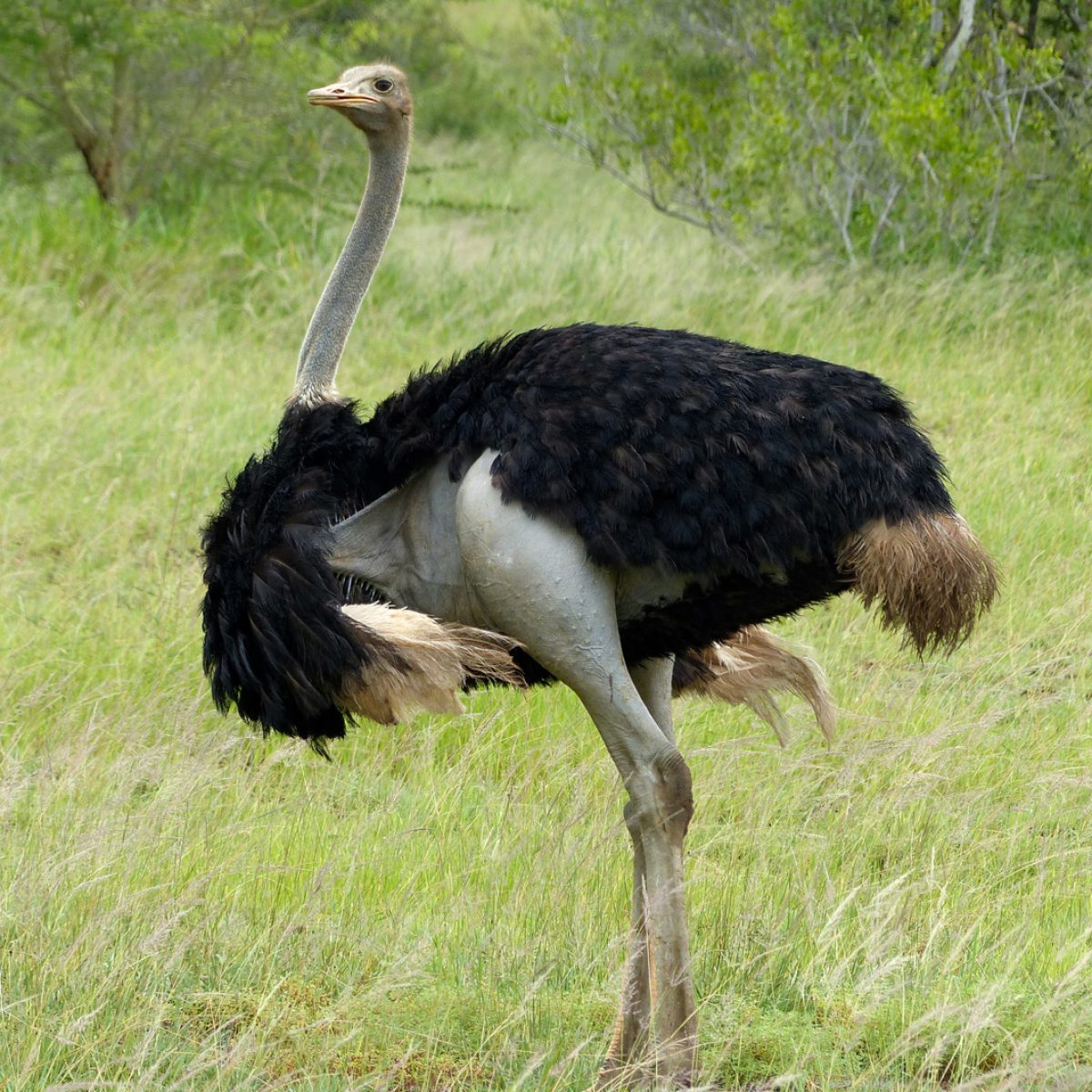 Ostrich. Photo credit: Bernard Dupont. https://commons.wikimedia.org/wiki/File:Ostrich_(Struthio_camelus)_male_(13994461256).jpg