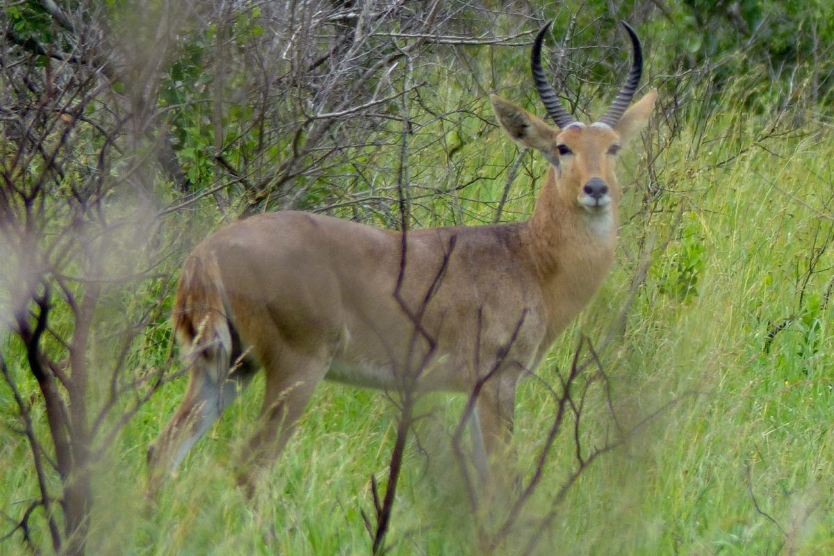 Reedbuck. Photo credit: Bernard Dupont. https://commons.wikimedia.org/wiki/File:Common_Reedbuck_(Redunca_arundinum),_Kruger_National_Park.jpg