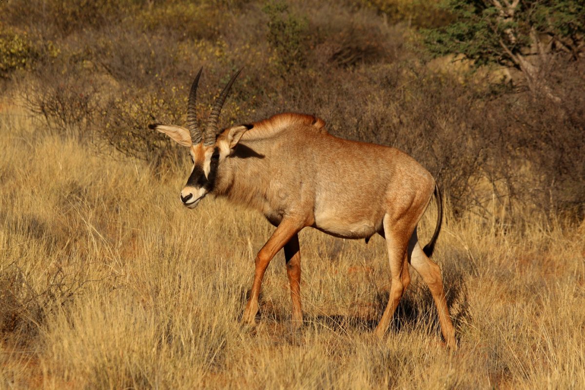 Roan. Photo credit: Charles J. Sharp. https://commons.wikimedia.org/wiki/File:Roan_antelope_(Hippotragus_equinus)_male_walking.jpg
