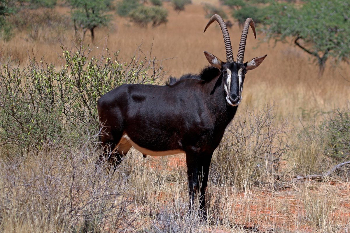 Sable. Photo credit: Charles J. Sharp. https://commons.wikimedia.org/wiki/File:Sable_antelope_(Hippotragus_niger)_adult_male.jpg