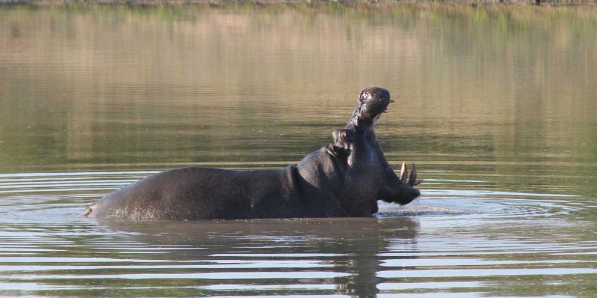 Hippopotamus. Photo by Chivic African Safaris.