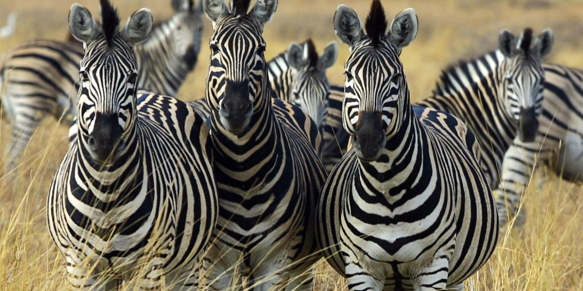 Zebra. Photo credit: Paul Maritz. https://commons.wikimedia.org/wiki/File:Zebra_Botswana_edit02.jpg